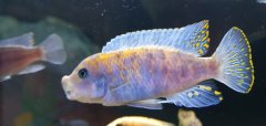 Metriaclima Estherae Minos Reef