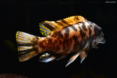 Więcej informacji o „Labeotropheus Trewavasae Marmalade Cat”