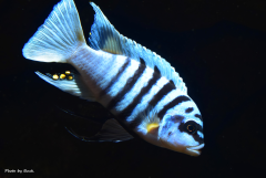 Więcej informacji o „Metriaclima Fainzilberi Maison Reef”