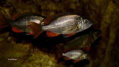 Stadko samiczek Copadichromis Borleyi Kadango.