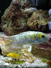 Labeotropheus Trewavasea Border