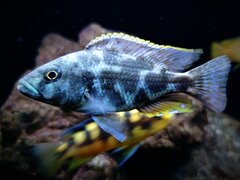 Więcej informacji o „Nimbochromis Livingstoni”
