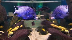 Placidochromis Phenochilus Mdoka White Lips