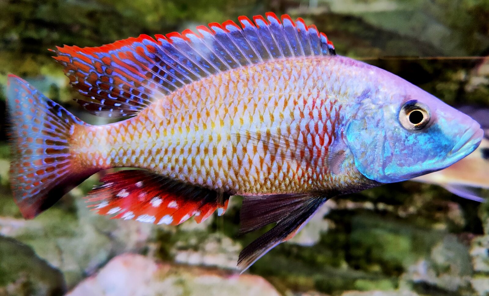 Dimidiochromis Strigatus