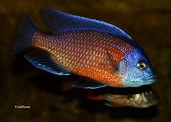 C. Borleyi Kadango Red Fin