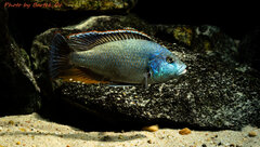 Więcej informacji o „Nimbochromis Livingstonii”