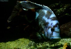 Więcej informacji o „Nimbochromis livingstonii”