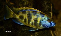 Nimbochromis Venustus