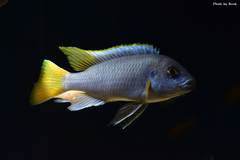 Pseudotropheus acei