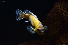 Labeotropheus Trewavasae Chilumba