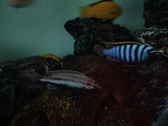 Melanochromis auratus & Cynotilapia zebroides red top likoma