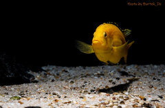 Więcej informacji o „Labidochromis caeruleus”