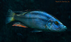 Więcej informacji o „Dimidiochromis compressiceps”