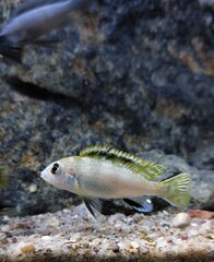 Labidochromis Perlmutt