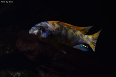 Labeotropheus Trewavasae Marmalade Cat