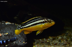 Młodziutki melanochromis auratus nakatenga