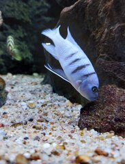 Cynotilapia Hara Gallireya Reef