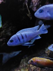 Cynotilapia Hara Gallireya Reef