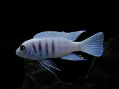 Cynotilapia sp. Hara Gallireya Reef