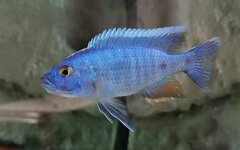 Sciaenochromis fryeri iceberg 14cm samiec