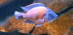 Copadichromis borleyi Kadango samiec 17cm