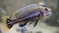 Melanochromis chipokae