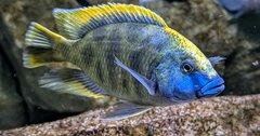 Nimbochromis venustus