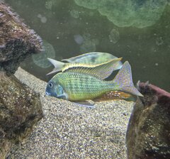 Tramitichromis intermedius kambiri