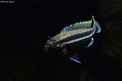 Melanochromis Auratus Nakatenga