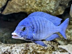 Placidochromis mdoka white lips samiec 17cm zdjęcie zrobione przez marcin73m