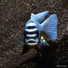 Metriaclima Fainzilberi Maison Reef