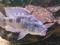 Stigmatochromis tolae