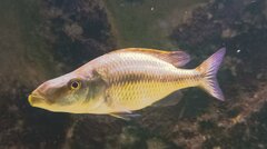Dimidiochromis compressiceps gold Chizumulu Island