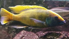Nimbochromis Venustus