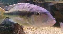 Taeniochromis holotaenia