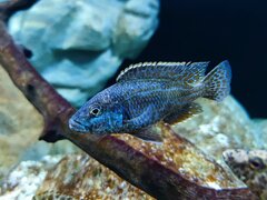Nimbochromis Polystigma