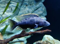 Stigmatochromis Tolae