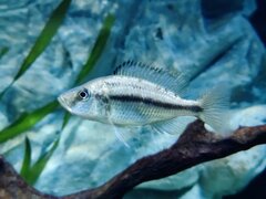 Dimidiochromis Strigatus