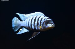 Metriaclima Fainzilberi Maison Reef