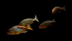 Buccochromis