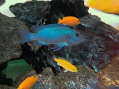 Metriaclima callainos