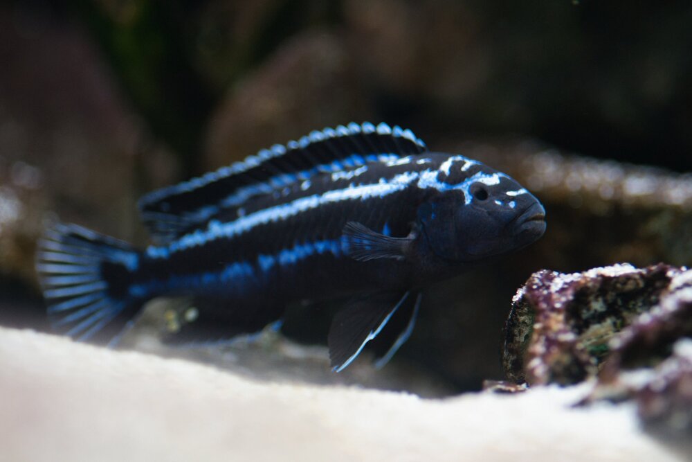 _DSC5995-2KJPEG.thumb.jpg.7e0ba6306d4e2e8ae91e9ebc76a8f028.jpg