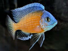 Copadichromis borleyi Kadango