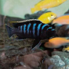Cynotilapia zebroides red top likoma