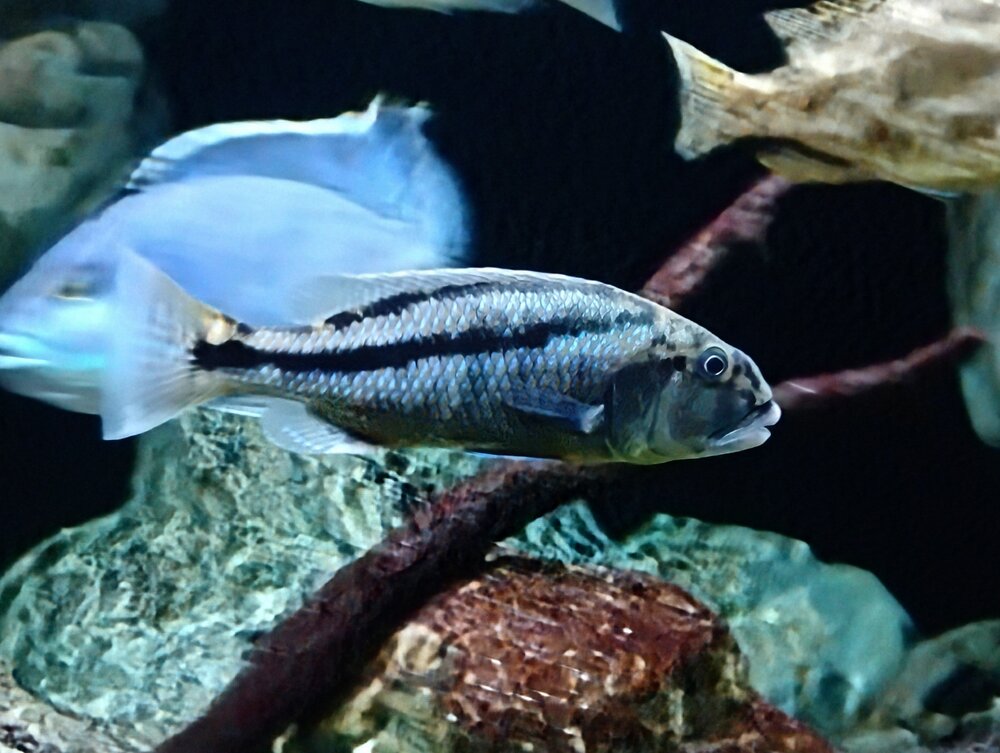 IMG_20251017_2055364362.thumb.jpg.9fa577ce58fbecd084810adf0c74dc0d.jpg