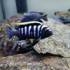 Cynotilapia zebroides red top likoma
