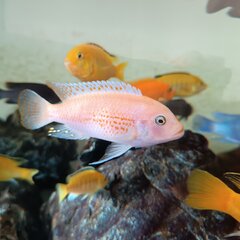 Metriaclima estherae red red