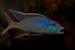 champsochromis caeruleus - samiec ok 30cm