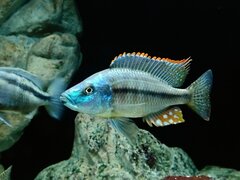 Dimidiochromis Strigatus