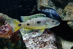 Exochochromis Anagenys
